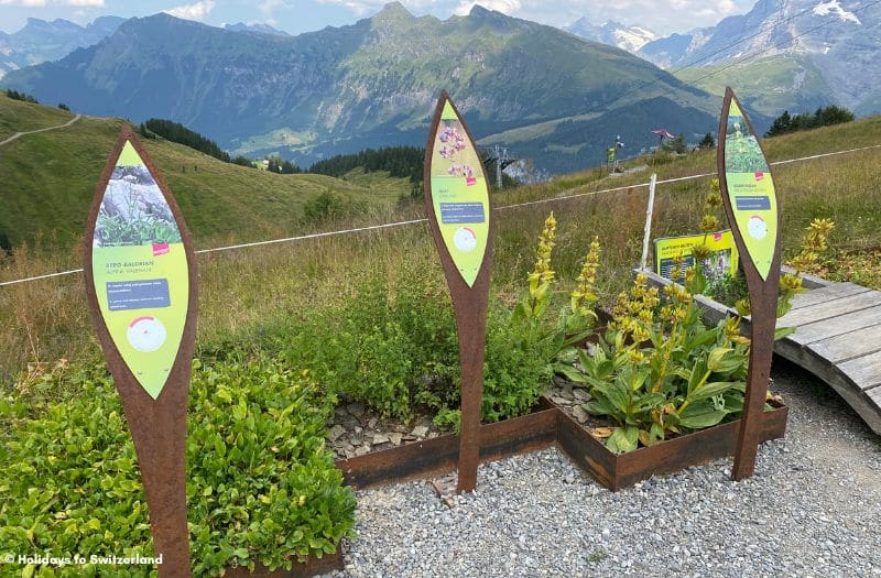 Information signs on the Allmendhubel Flower Trail