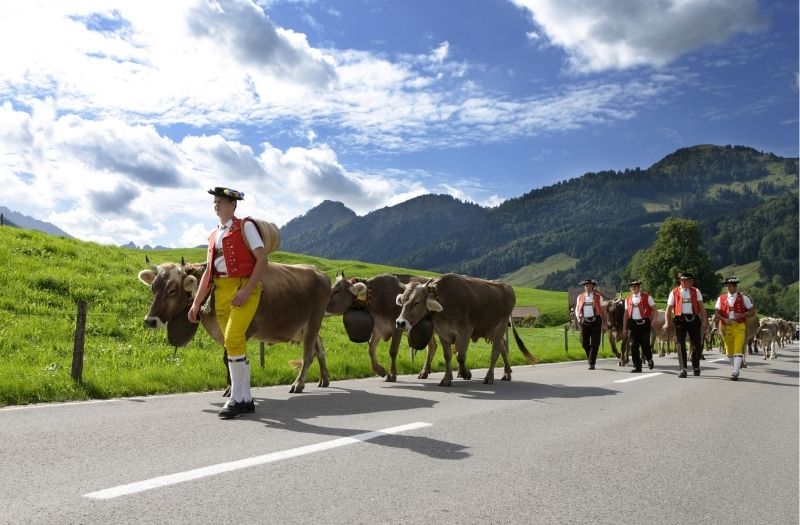 A man in traditional Appenzell costume leads his cows in a parade through the countryside.