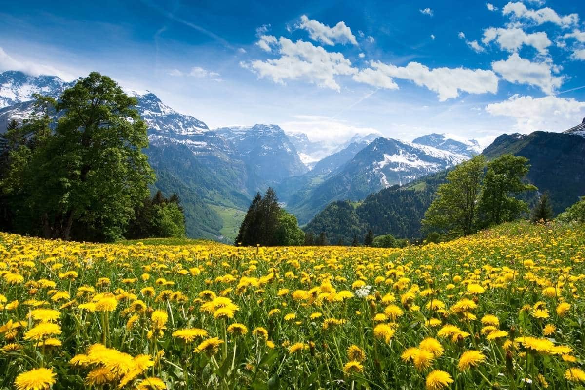 A field of wildflowers in Switzerland