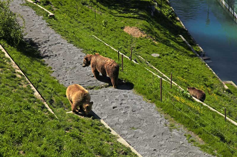 Bern's Bear Park