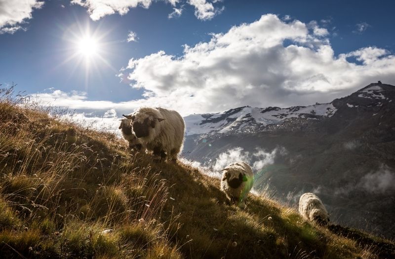 Black nosed sheep grazing on an alpine pasture near Zermat.