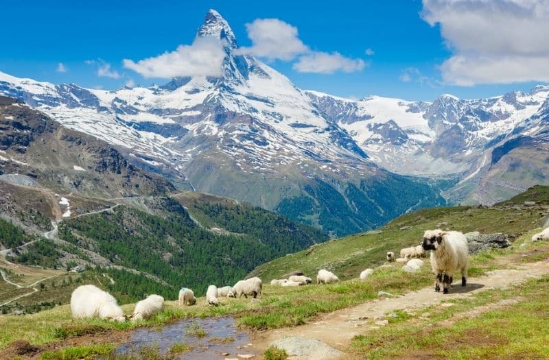 Black nosed sheep graze in front of the Matterhorn