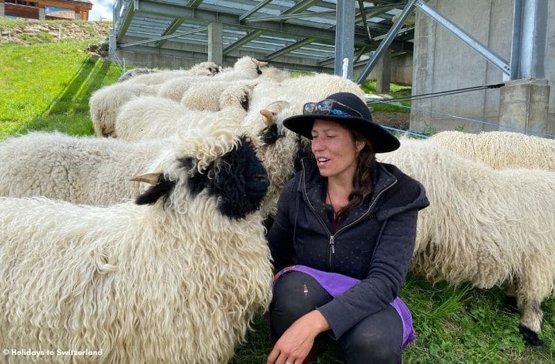 Blacknose Sheep and their shepherdess at Gornergrat