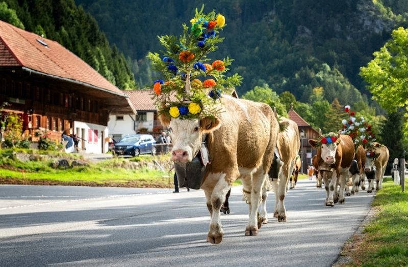 Cattle parade in Charmey, Switzerland