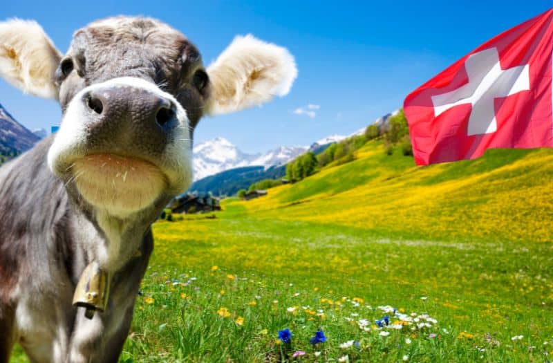 Cow and Swiss flag in a lush green meadow