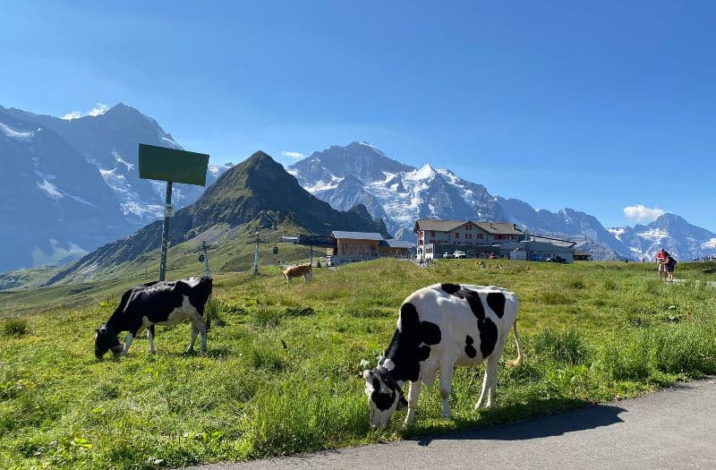 Cows grazing on alpine pasture at Mannlichen in Switzerland with the Alps in the background