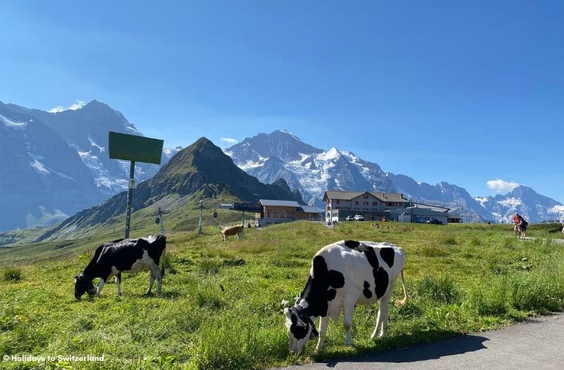 Cows grazing at Mannlichen in Switzerland