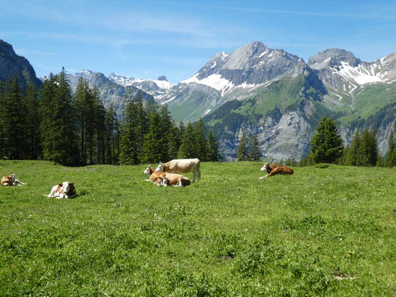 Cows grazing at Oeschinen Lake, Switzerland