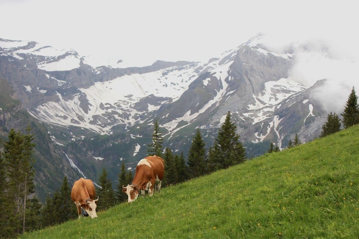 Cows in the Swiss Alps