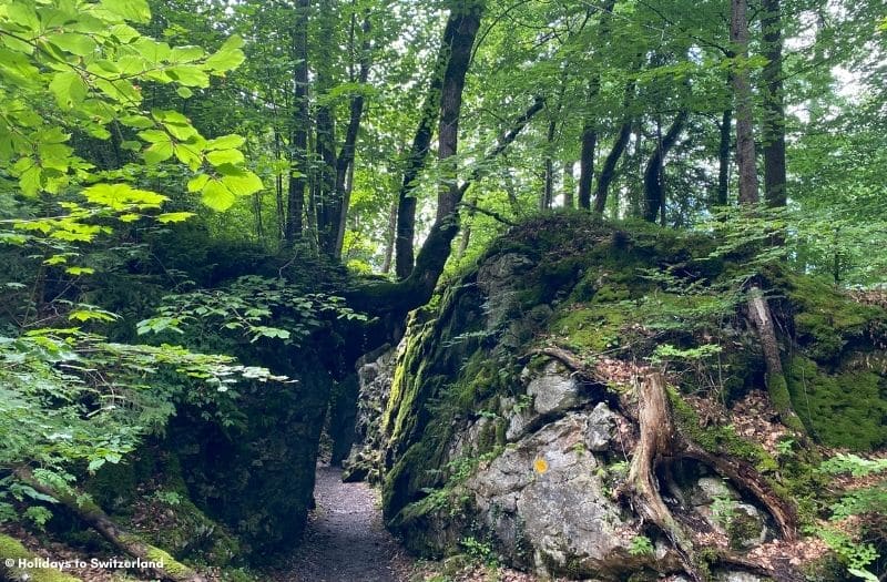 A hiking trail passes through forest near Lake Brienz in Switzerland.