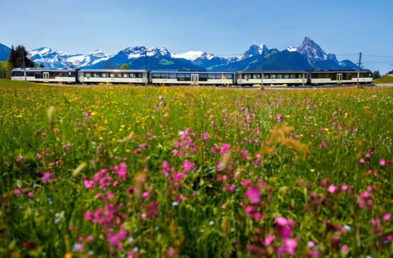 GoldenPass Panoramic train near Schonried in Switzerland with snow capped alps in the background