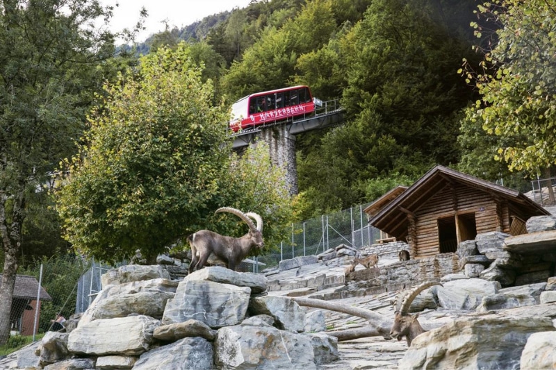 harderbahn-harder-kulm-interlaken-wildpark