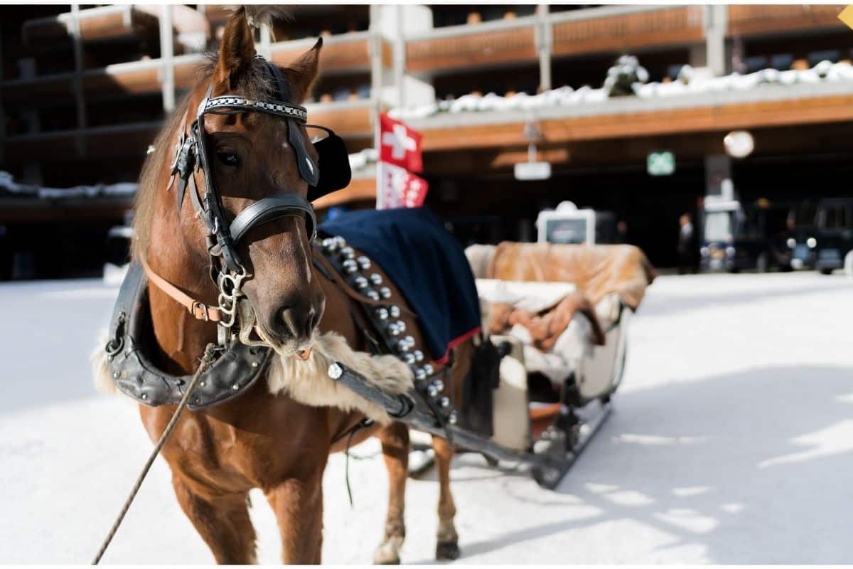 A horse pulling a sleigh in Zermatt, Switzerland