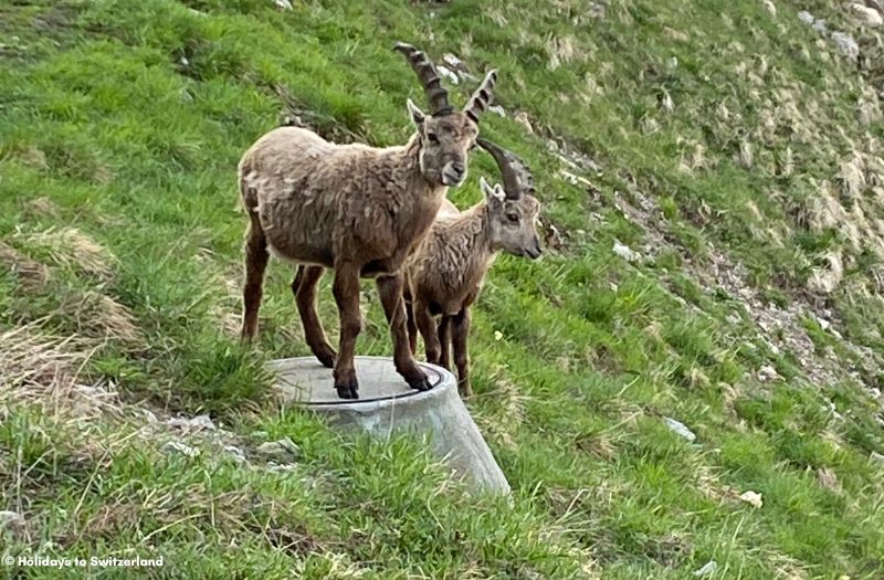 Ibex at Mt. Pilatus