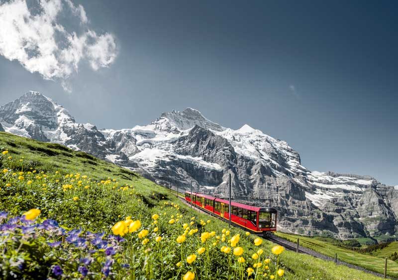 Red train traveling through grassy hills with flowers and snow-capped mountains in the background.