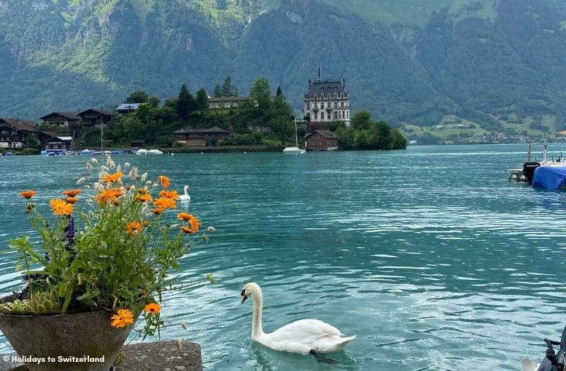 A white wan on Lake Brienz at Iseltwald