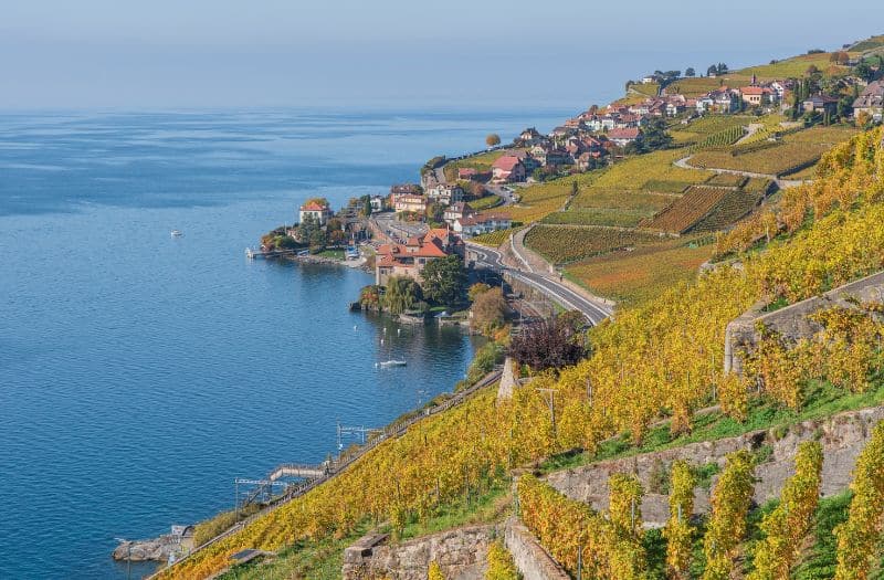 The golden leaves of the Lavaux vineyards in autumn.