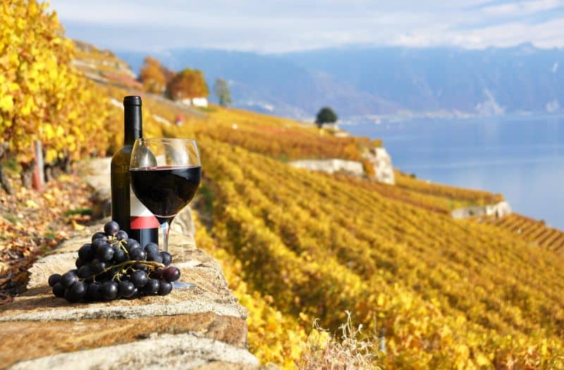 Lavaux vineyards in autumn