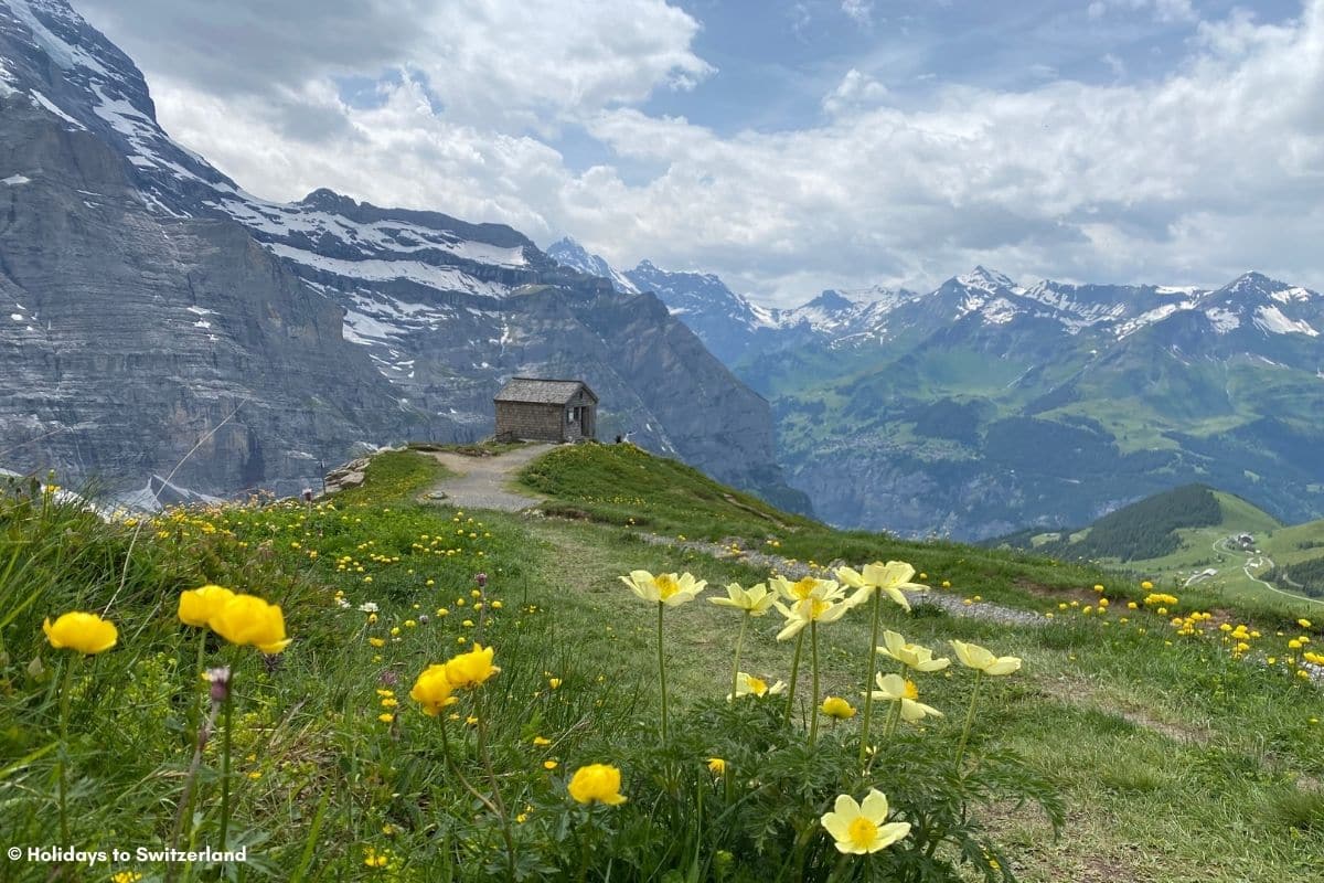 Alpine flowers beside a hiking path in the Jungfrau Region of Switzerland.