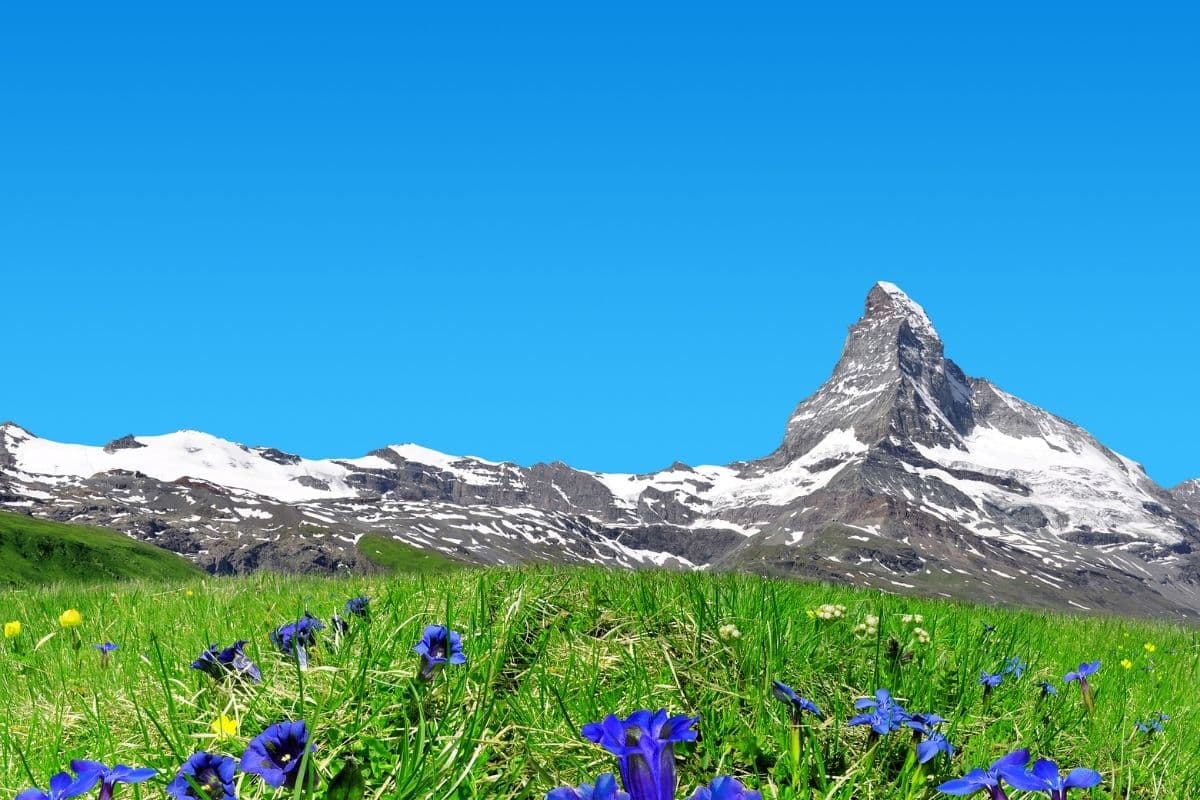 Spring flowers in front of the Matterhorn