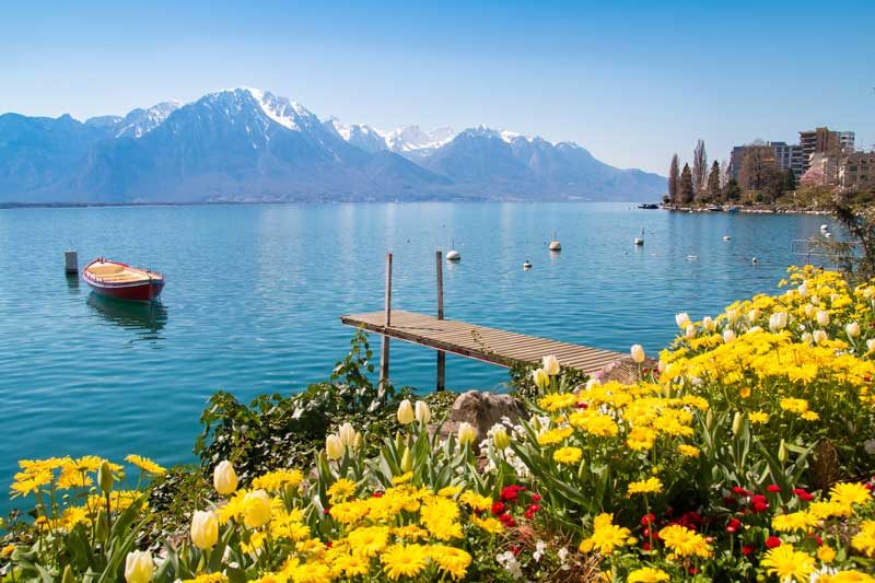 Yellow flowers blooming by a beautiful lake with mountains in the background. 