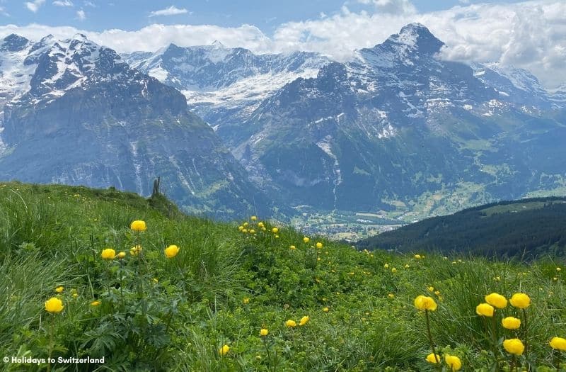 A panoramic view of the Bernese Alps from Mt. First