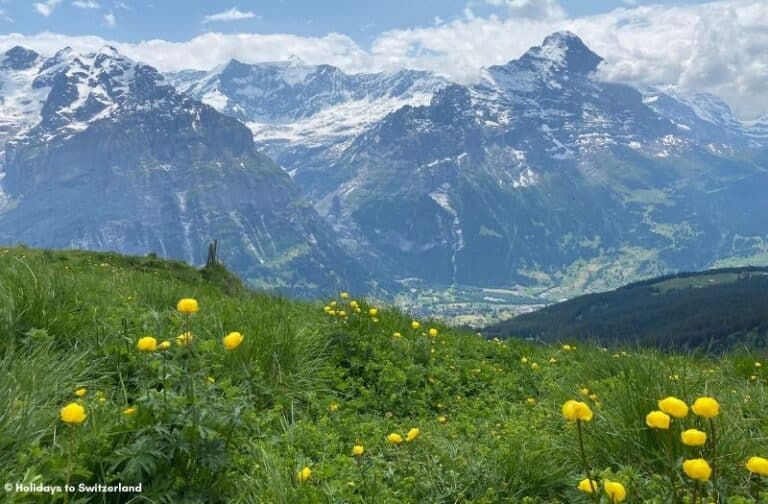 Panoramic view from Grindelwald First in Switzerland