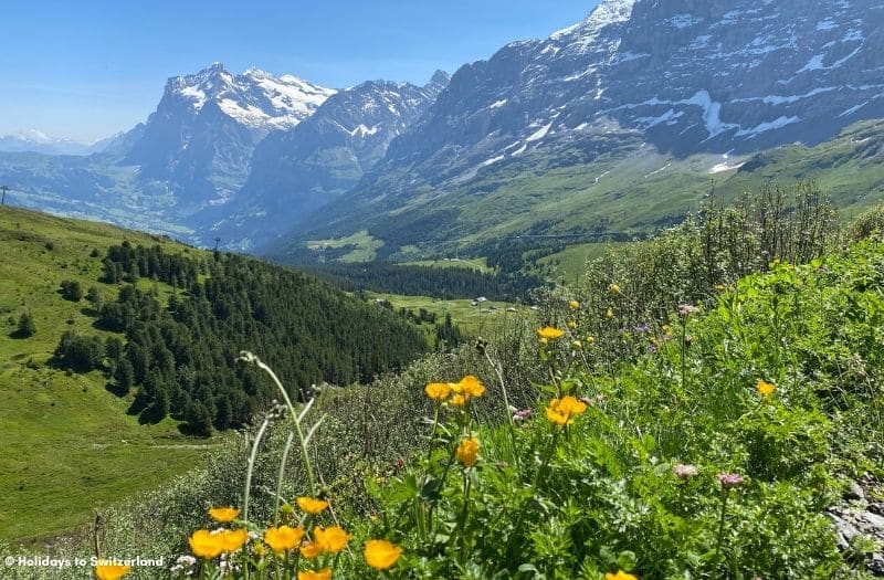 Panoramic view from the Panorama Trail near Kleine Scheidegg