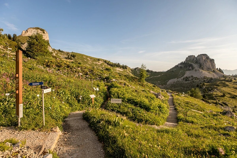 Schynige Platte Alpine Garden