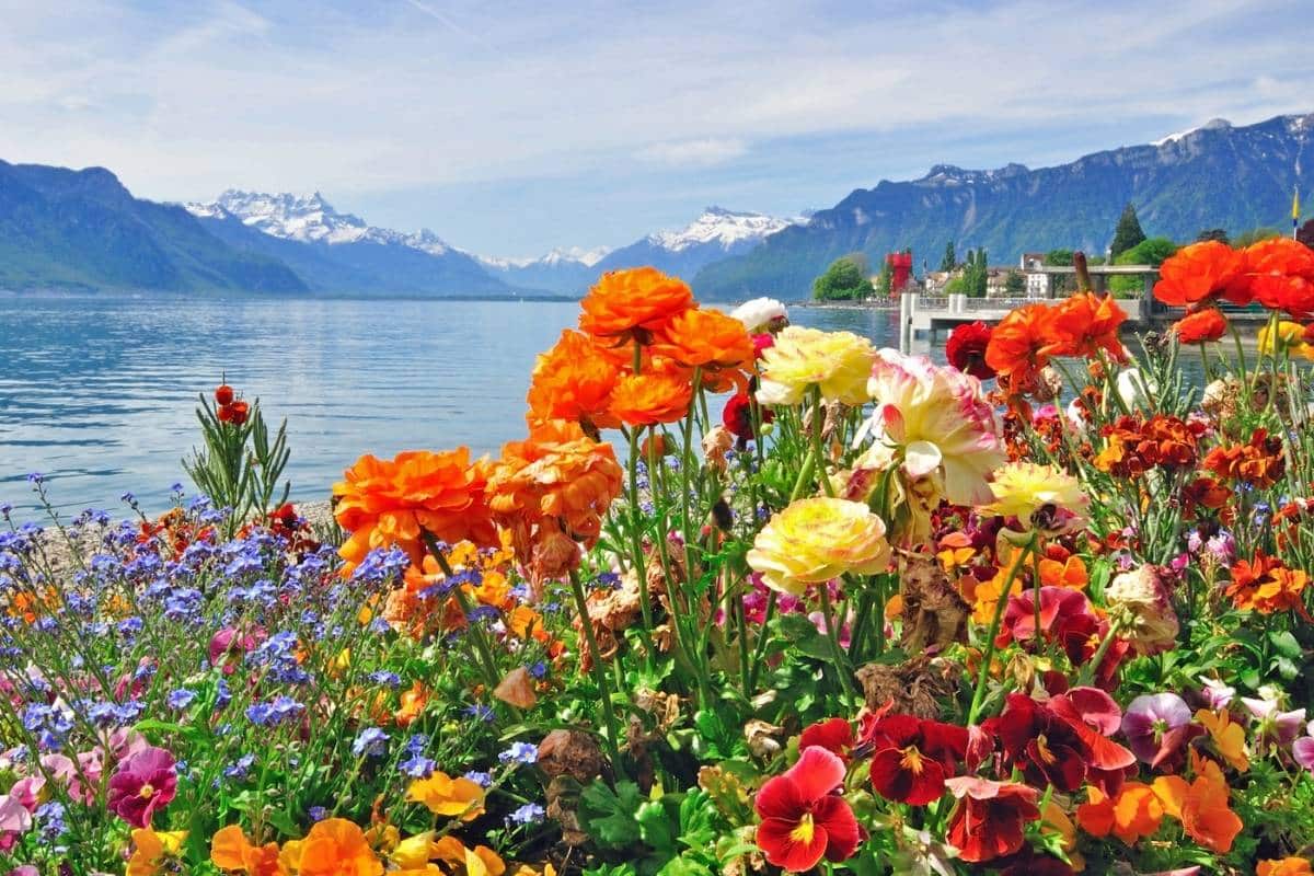 Spring flowers beside Lake Geneva with snow capped mountains in the distance