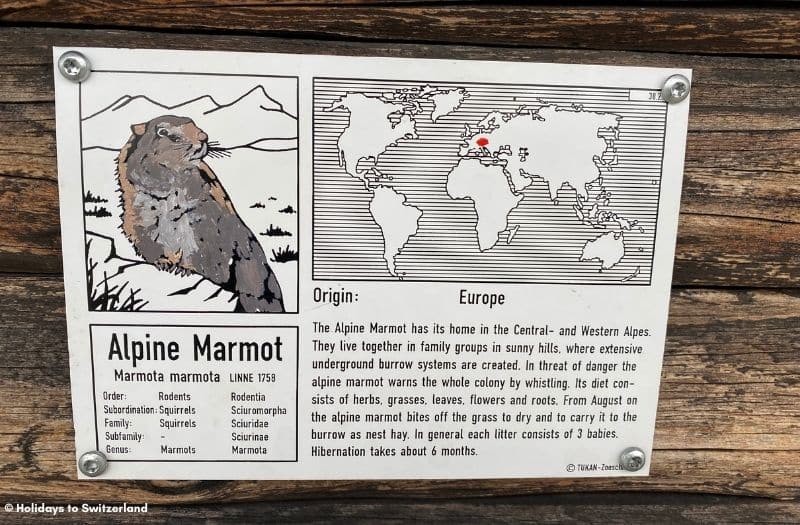 An informational sign about Alpine Marmots in Europe.