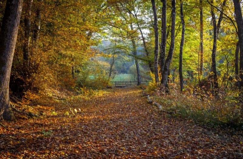 Swiss autumn scene