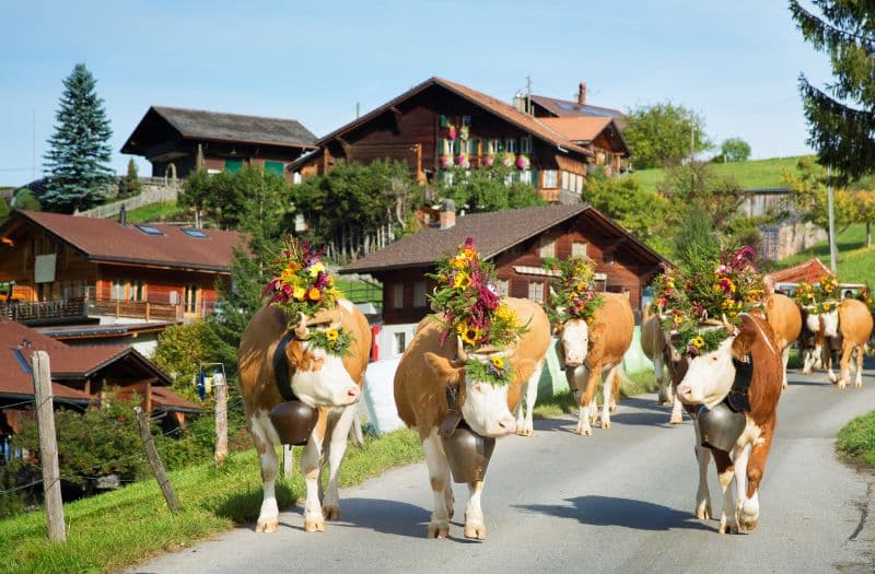 Decorated Swiss cows parade through a village as part of an Alpine descent