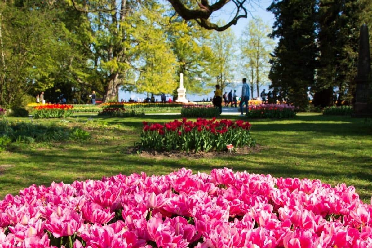 Tulips in park beside Lake Geneva