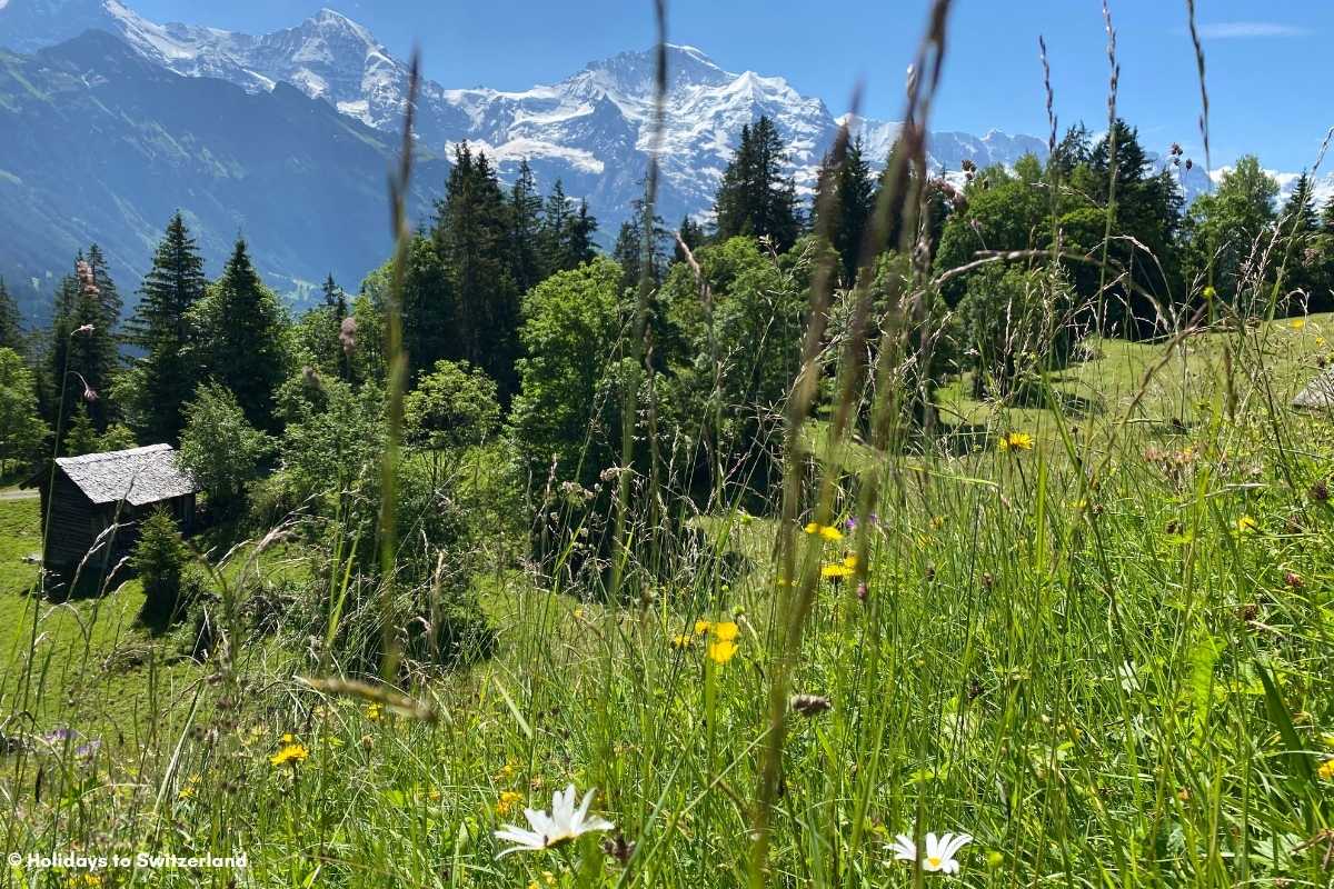 View from Sulwald to Isenfluh hiking trail