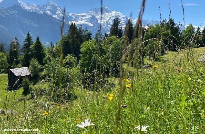 View of the Bernese Alps from Sulwald to Isenfluh hiking trail