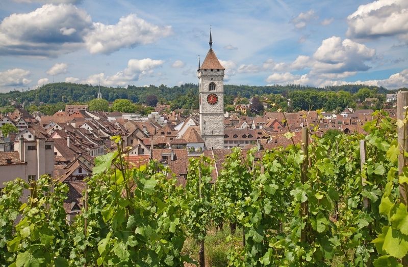 Schaffhausen is surrounded by vineyards